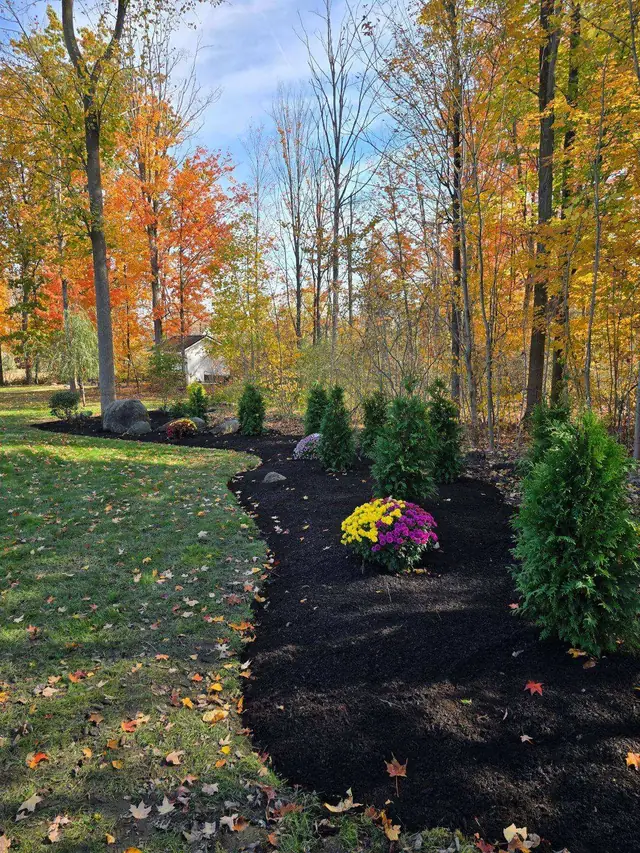Curved bed of fresh mulch with arborvitae and mums along a wooded lot