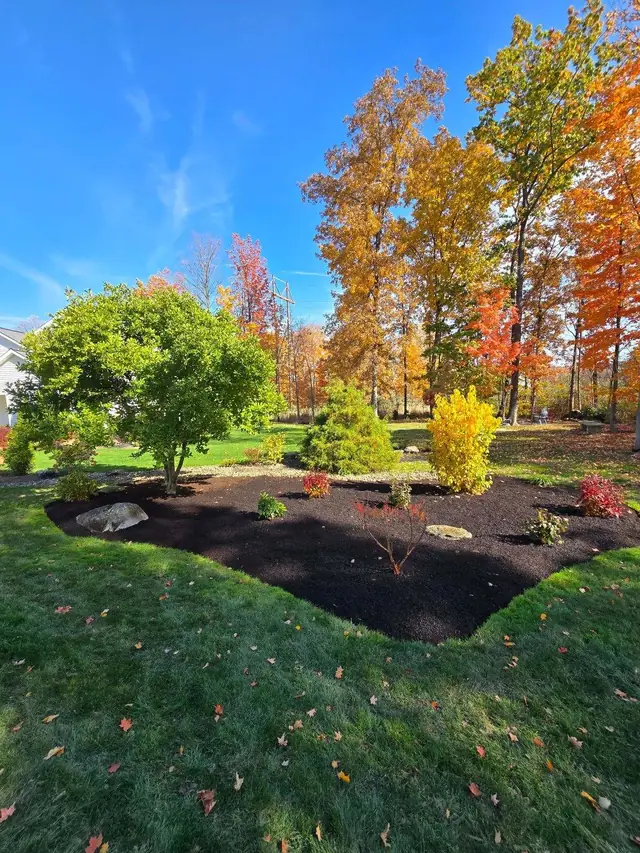 New island bed with fresh black mulch, boulders and young shrubs in fall